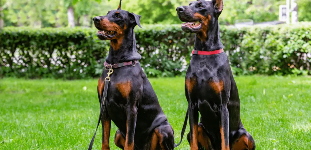 Doberman