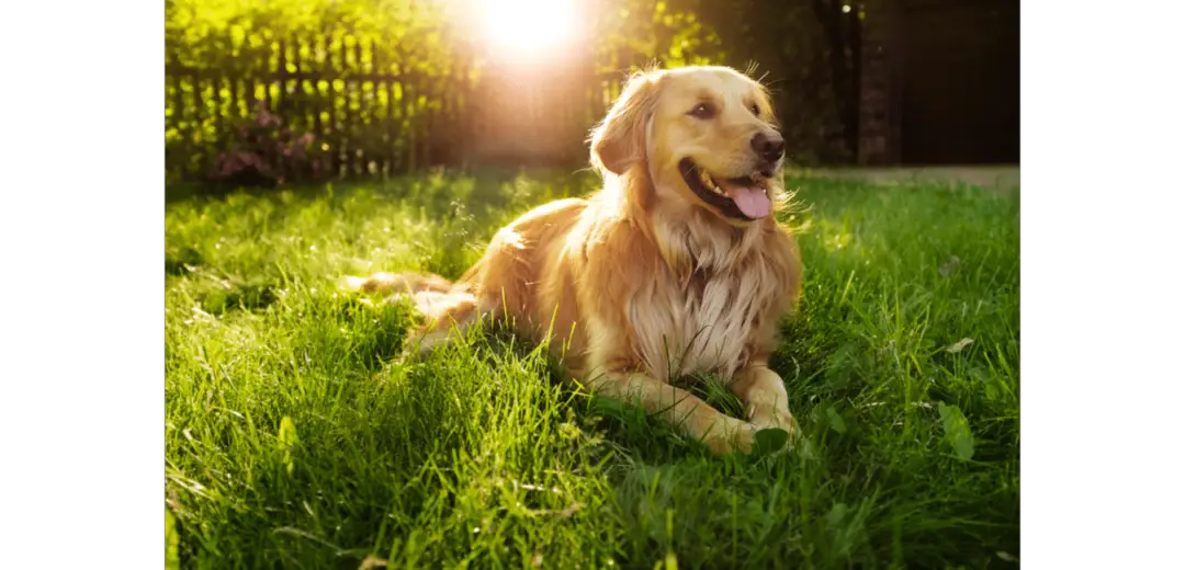 Golden Retriever