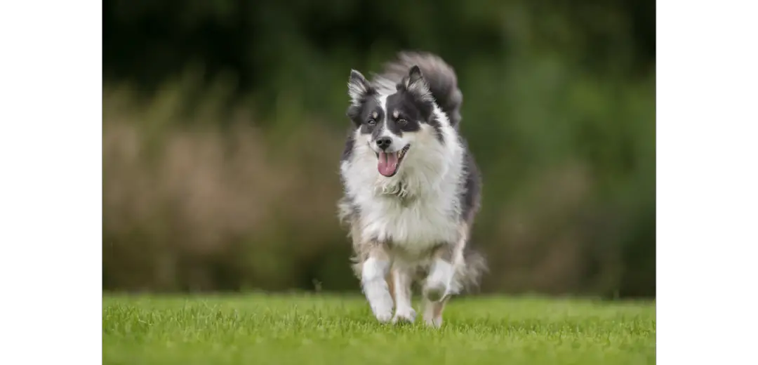 Icelandic Sheepdog