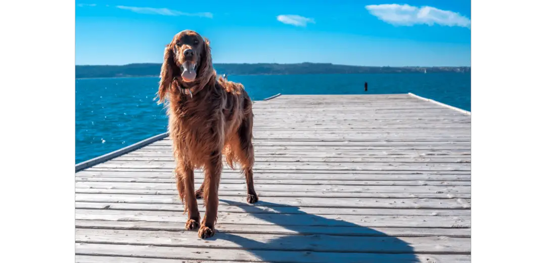 Irish Setter