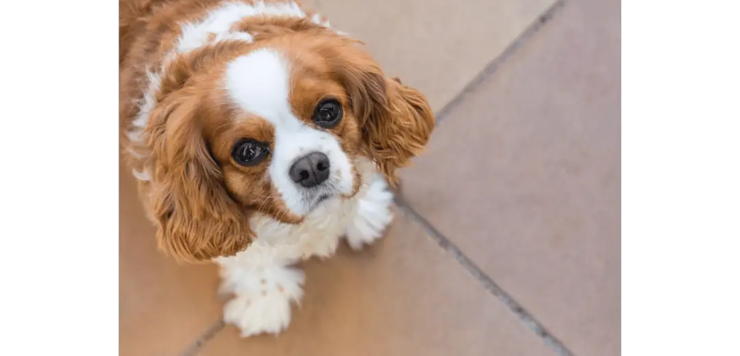 King Charles Spaniel