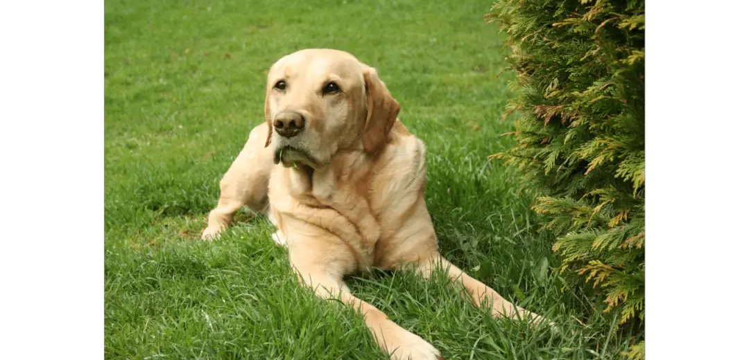 Labrador Retriever