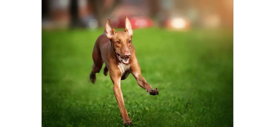 Pharaoh Hound