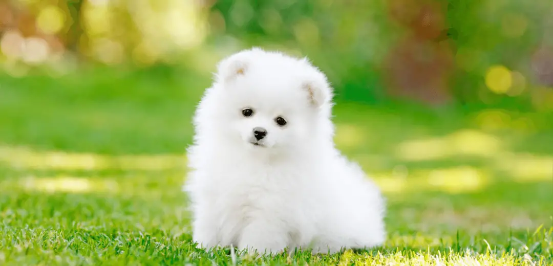 Pomeranian