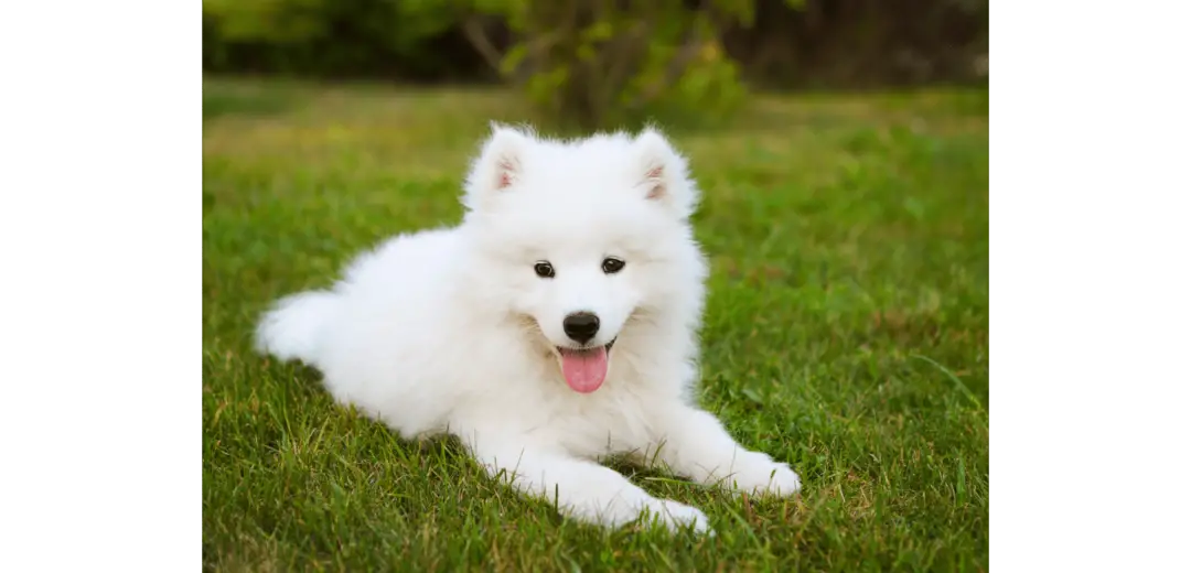 Samoyed