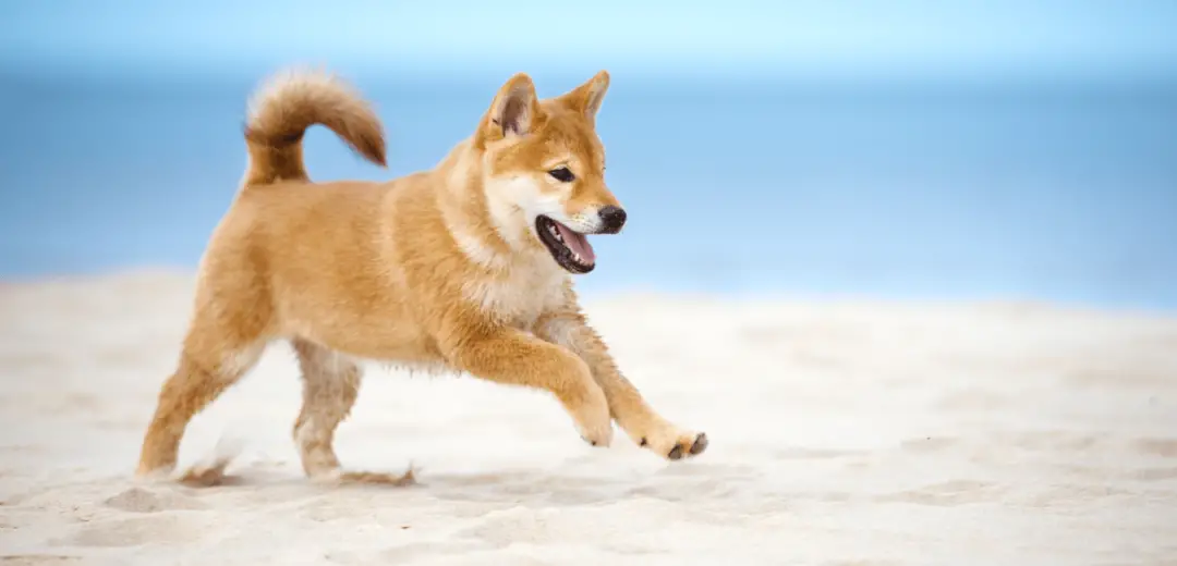 Shiba Inu