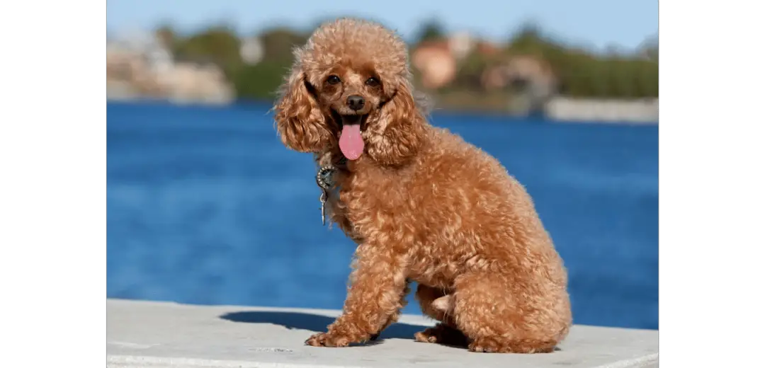 Toy Poodle