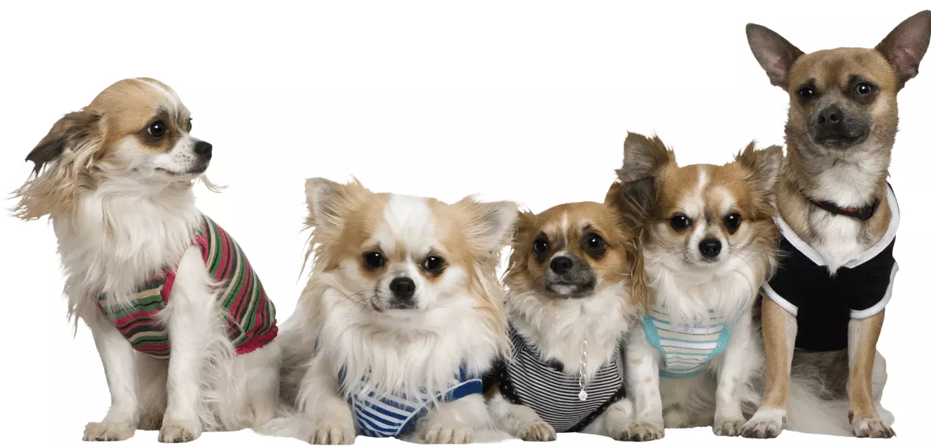 All The Different Types Of Chihuahua