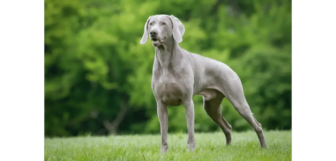 Weimaraner