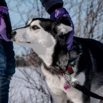 husky training