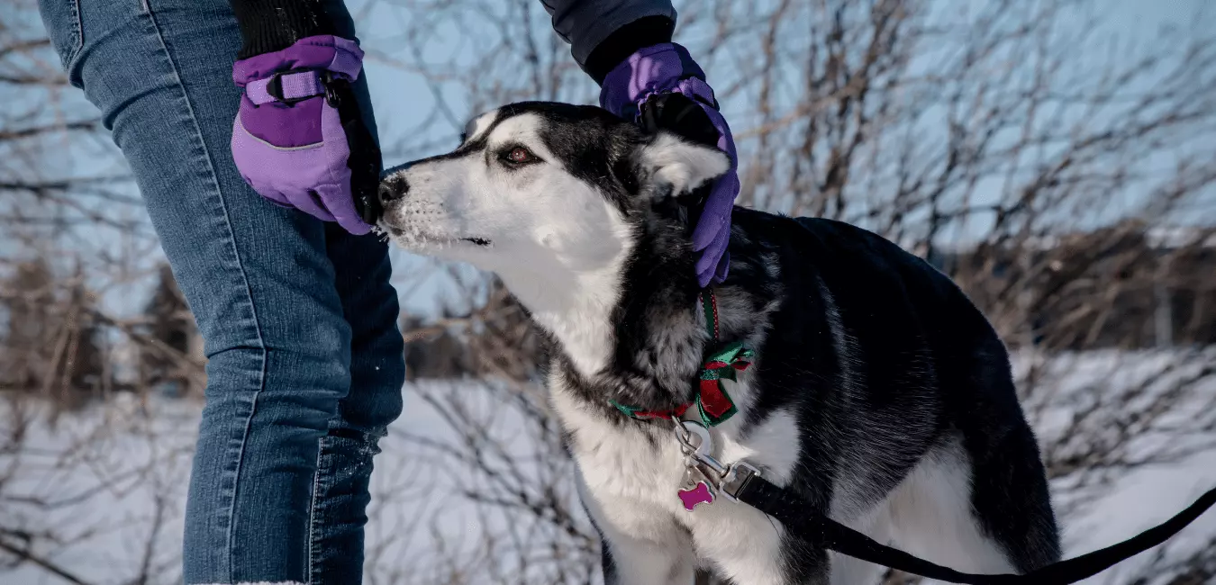 husky training