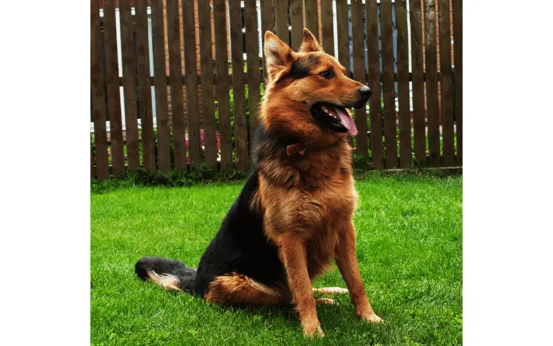 American Alsatian