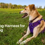5 Best Dog Harness for Running | Detailed Reviews 6 Best Dog Harness for Running