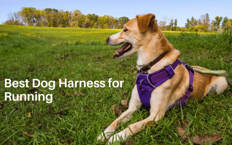 5 Best Dog Harness for Running | Detailed Reviews