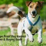 The 5 Best Escape Proof Dog Harness | Reviews & Buying Guide 3 Best Escape Proof Dog Harness