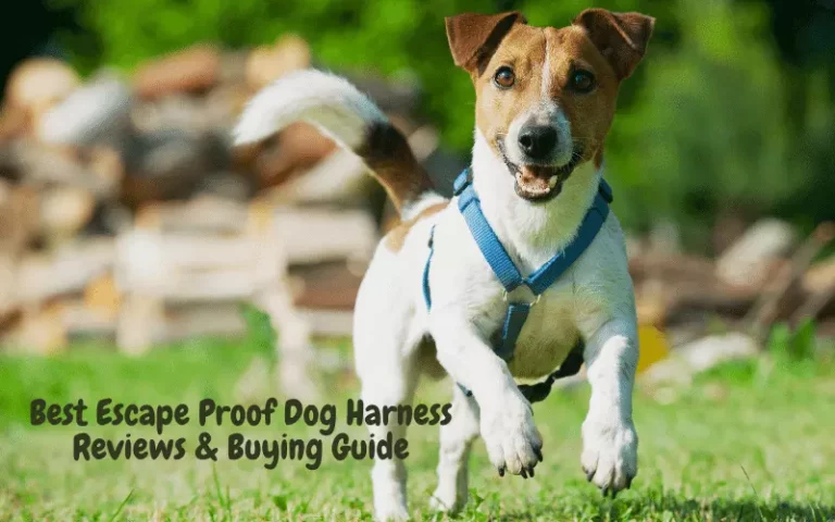 The 5 Best Escape Proof Dog Harness | Reviews & Buying Guide