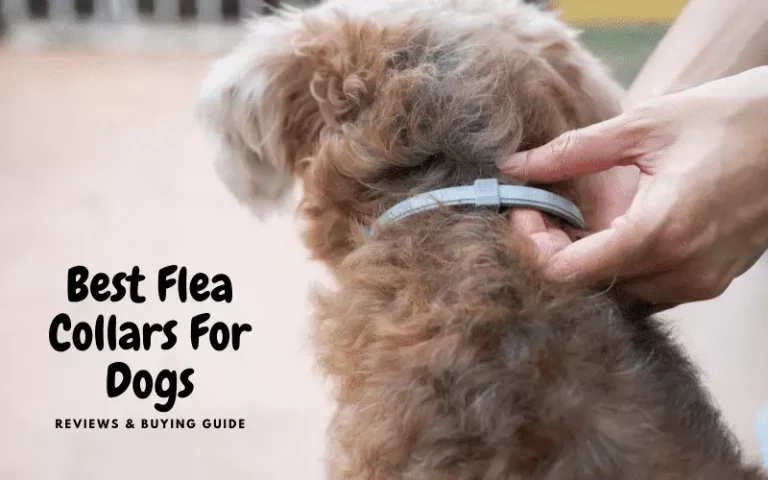 The 4 Best Flea Collar For Dogs | Reviews & Buying Guide