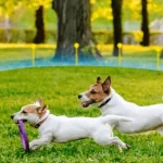 Best Wireless Fence For Dogs
