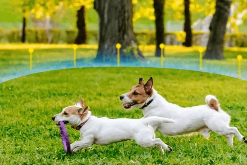The Best Wireless Fence For Dogs | Reviews & Buying Guide 1 Best Wireless Fence For Dogs