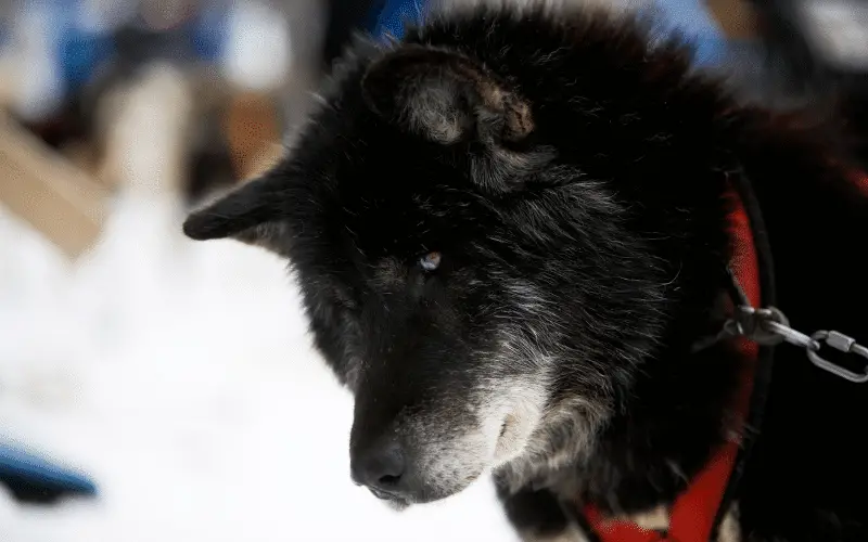 Canadian Eskimo Dog