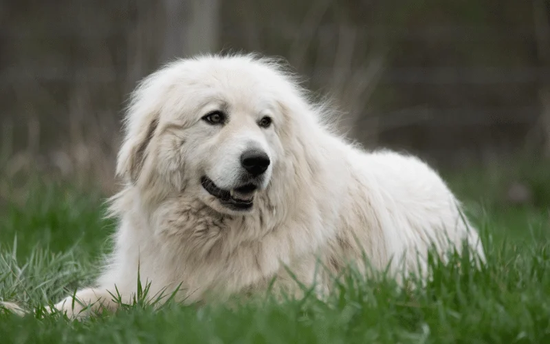 Great Pyrenees