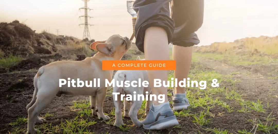 A Complete Guide For Pitbull Muscle Building & Training 3 Pitbull Muscle Building & Training