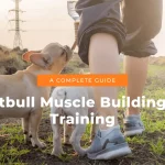 Pitbull Muscle Building & Training