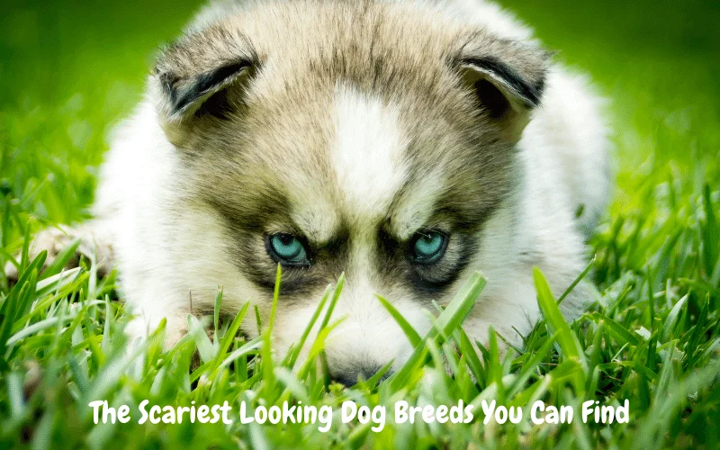 15 Scariest Looking Dog Breeds You Can Find