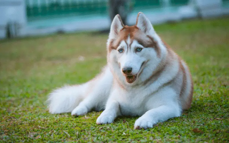 Siberian Husky - Wolf Dog Breeds