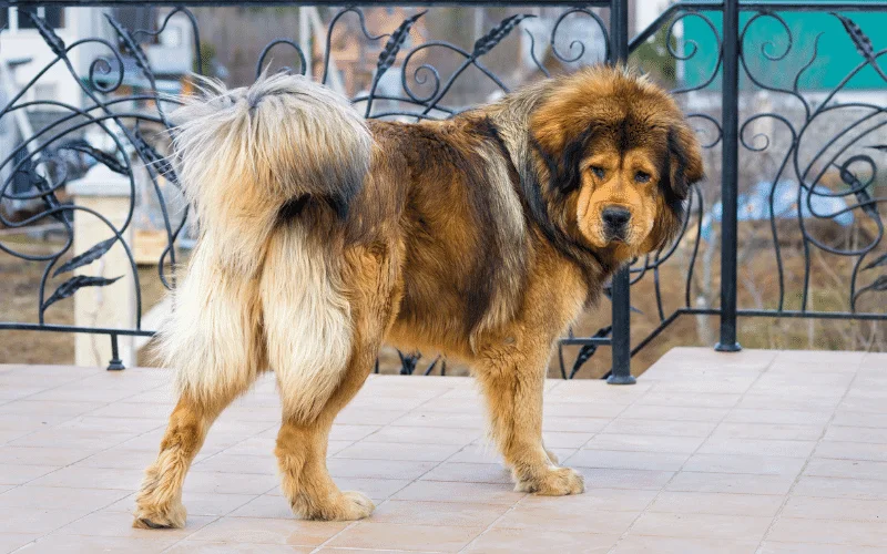 Tibetan Mastiff