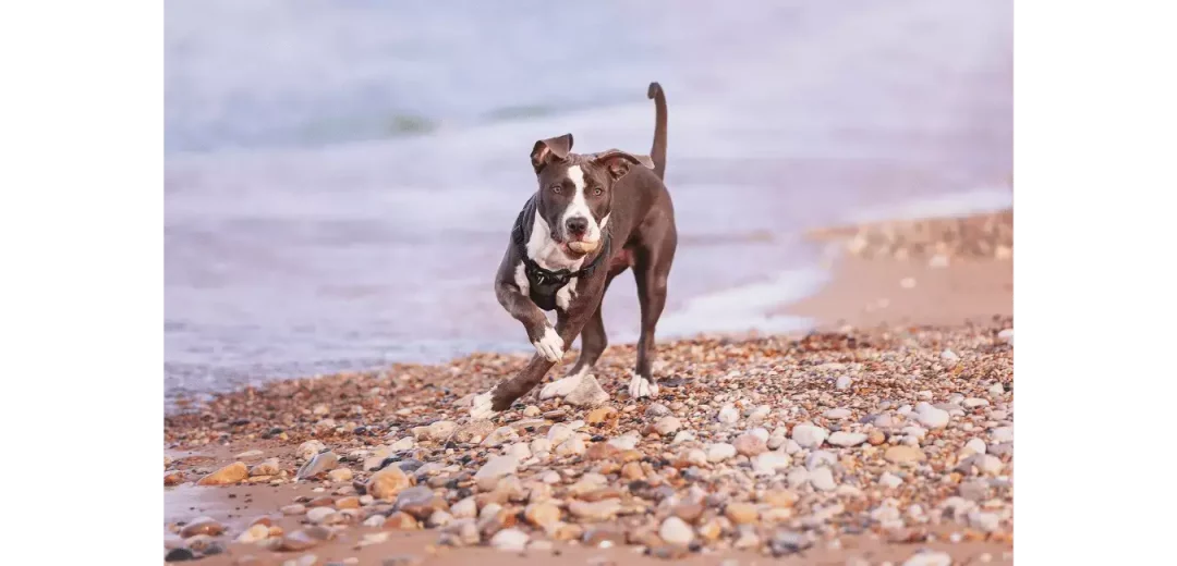 American-Pitbull-Terrier