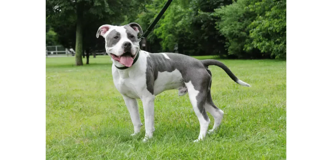 American-Staffordshire-Bull-Terrier