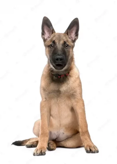 Belgian Malinois