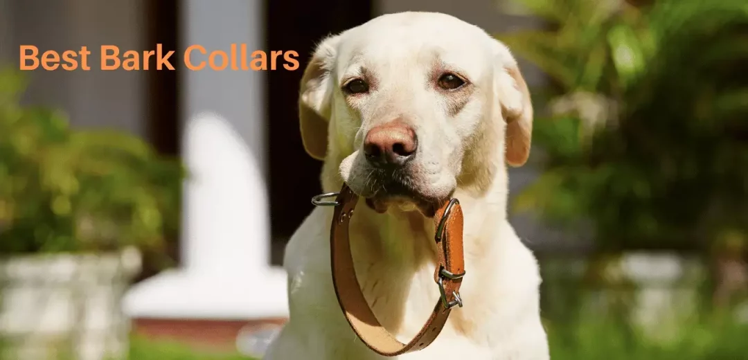 Top 5 Best Bark Collars | Reviews & Buying Guide 1 Best Bark Collars
