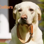 Best Bark Collars