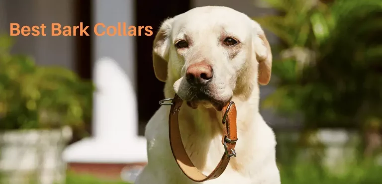 Top 5 Best Bark Collars | Reviews & Buying Guide