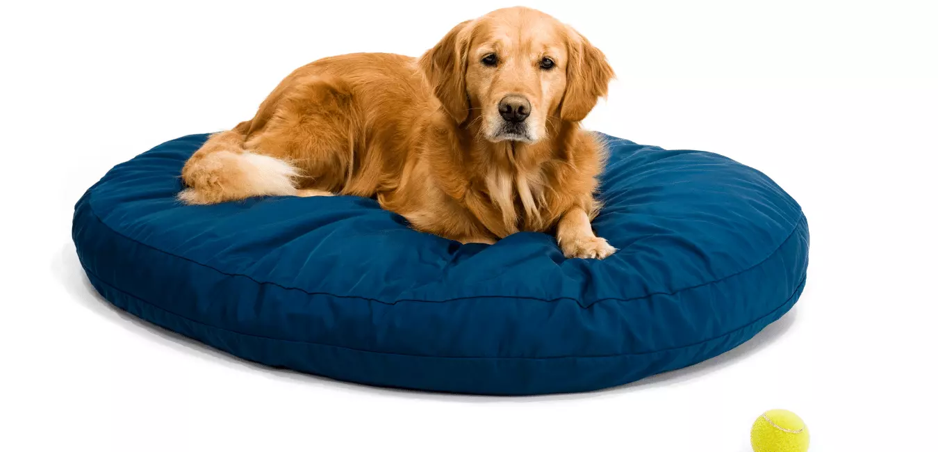Top 5 Best Calming Dog Bed | Reviews & Buying Guide
