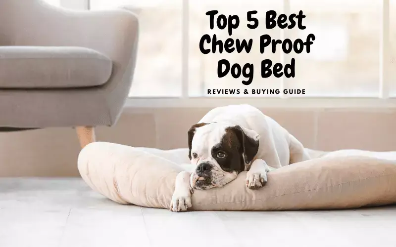 5 Best Chew Proof Dog Bed | Reviews & Buying Guide