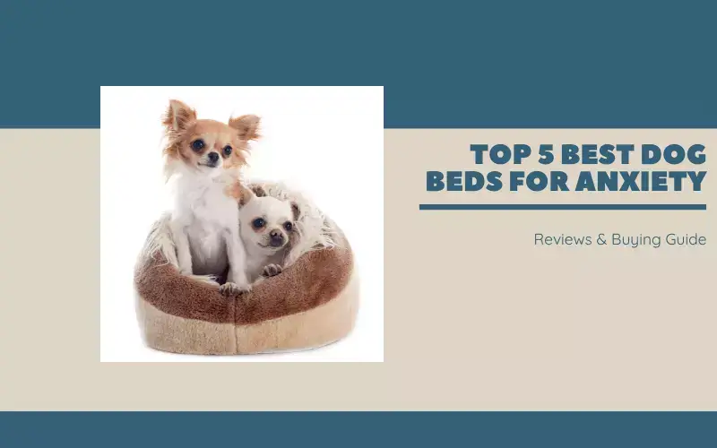 Top 5 Best Dog Beds For Anxiety | Reviews & Buying Guide