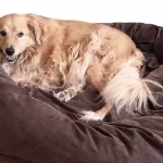 Best Dog Beds For Golden Retrievers