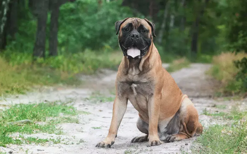 Bullmastiff