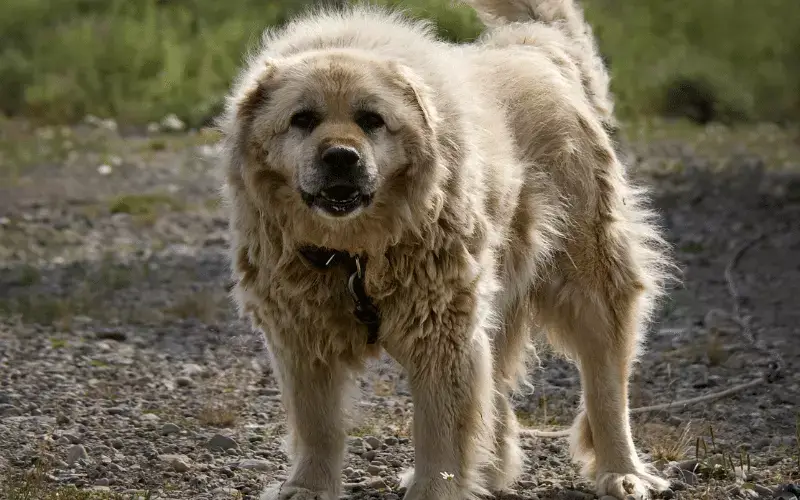 Caucasian Shepherd