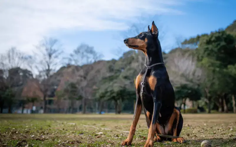 Doberman