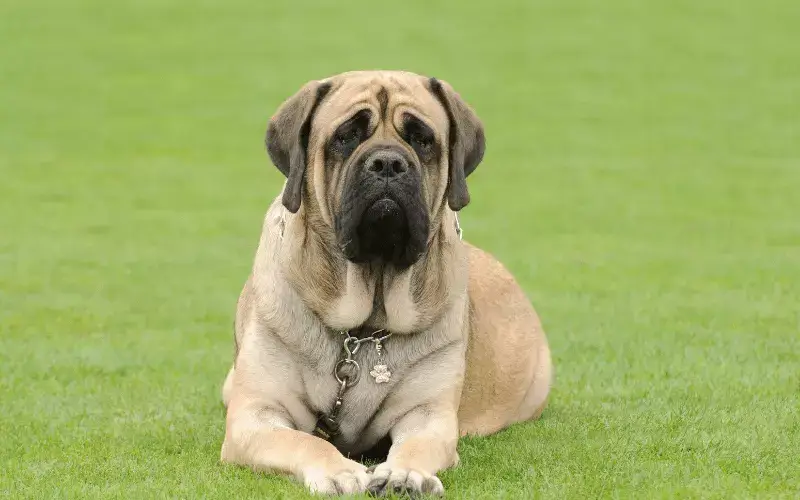 English-Mastiff