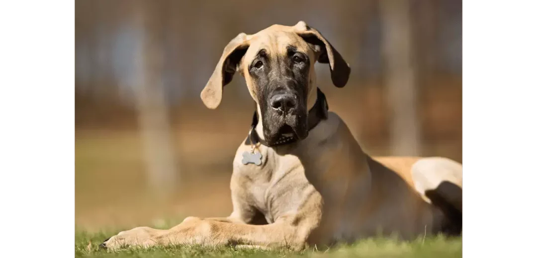 Great Dane