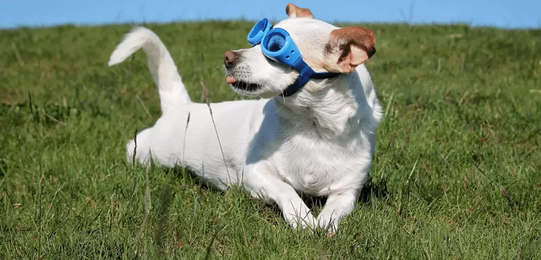 Pure-White-Chihuahua