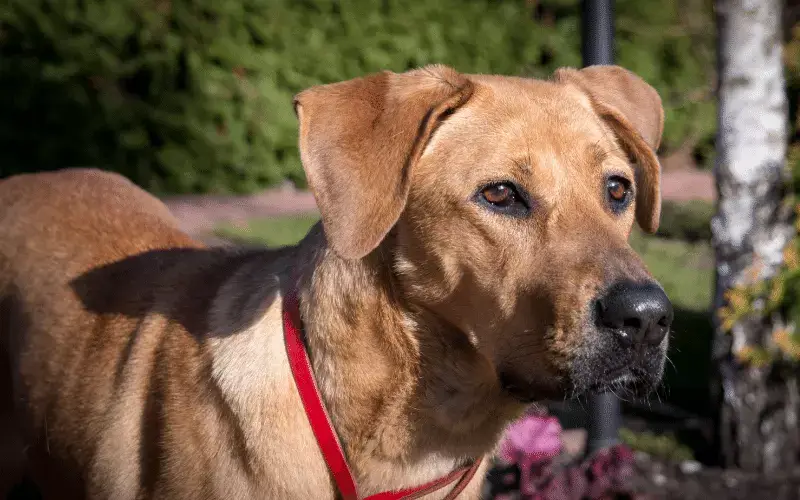 Rhodesian Ridgeback