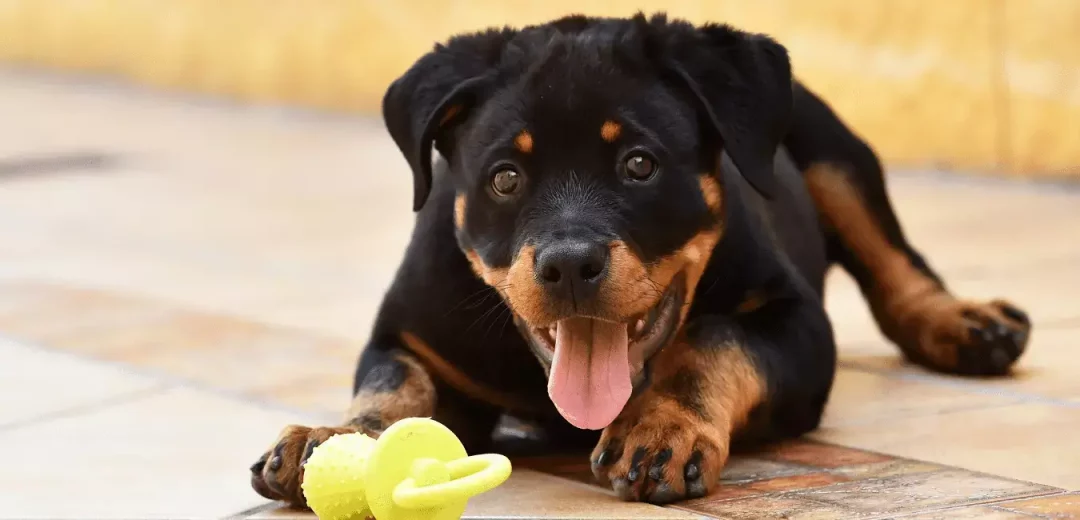 Rottweilers