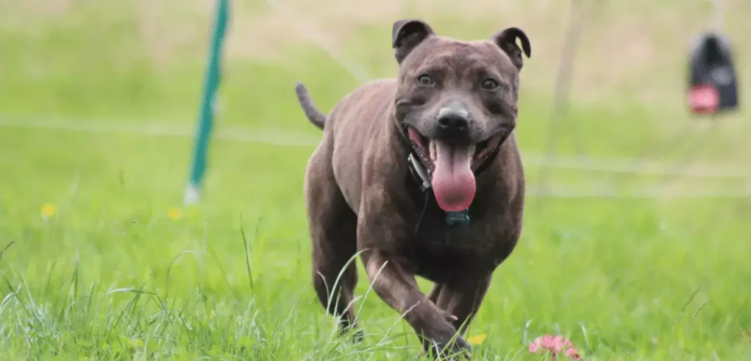 Staffordshire-Bull-Terrier