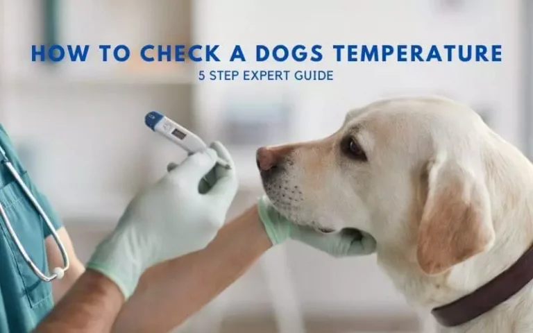 How To Check A Dogs Temperature – 5 Step Guide